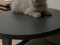 Cinnemon Fawn British Shorthair Yavrularımız