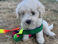 2 Aylık Maltese Terrier Köpeğimiz Erkek