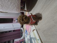 Erkek Toy Poodle