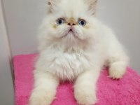 İran Persian Sıfır Burun Mavi Göz