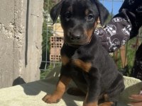 King Doberman Bebekleri