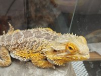 Sakallı Ejder Erkek