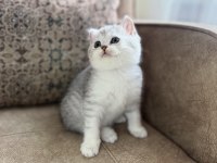 Wcf Kayıtlı Full Şecereli British Shorthair Elit Soy Hattı