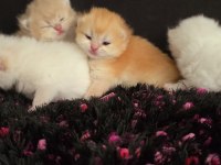 British Bebekler Üst Kalite Şampiyon Aile