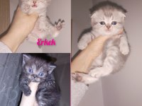 45 günlük dişi ve erkek kediler mevcut