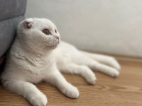 Pamuk Scottish Fold Kedim