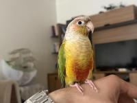 Evcil Konuşkan Konur Papağanı