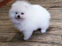 Pomeranian Boo Köpekleri