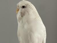 Muhabbet Kuşu Çift