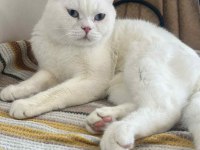 British shorthair kedimiz