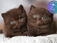 Çikolata kardeşler chocolate british shorthair