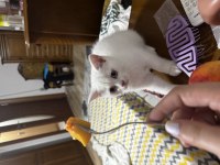 Beyaz British Longhair Bebekler Yeni Yuvalarına Hazırlar