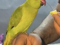 8 Aylık Pakistan Papağanı