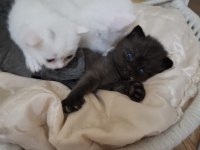 British Bebek British Shorthair Kediler