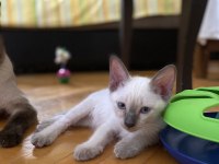 Siyam Kedisi Yavrularına Aile