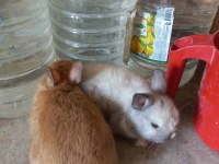 Safkan Cüce Tavşanı