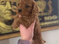 Cavapoo Yavrular - Aile Dostu Ve Tüy Dökmeyen Özel Irk