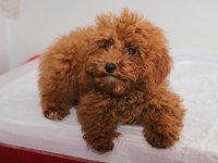 Mini Boy Toy Poodle Kızımız