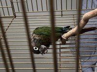 Hareketli Zeki Eğitime Açık Rengarenk Konur Papağanı