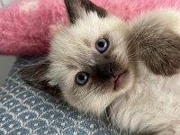 British blue point 2 aylık erkek