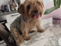 Yorkshire Terrier Köpeğime İyi Bakacak Aile Arıyorum