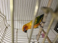 Güneş Konur Papağanı