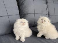 A Kalite British Bebekler