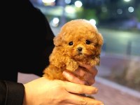 Super Star Toy Poodle Yavrularım