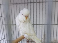 Tüm İstanbul İlçelerine Adrese Teslim Muhabbet Kuşu