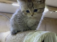 Dişi 65 Günlük Black Golden Long Hair