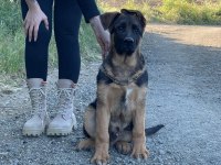 Şecereli Üst Düzey Kalitede Erkek Ve Dişi Alman Kurdu Yavruları