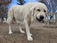 Çift alabay köpeklerimiz sahiplendirilecektir