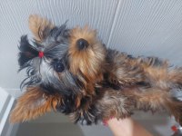 Saf Kan Orjinal Yorkshire Terrier Yavrular