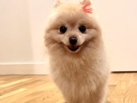 Gülen Surat Pomeranian 1,5 Yaşında