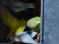 Üretimhanemizden Yavru Muhabbet Kuşları