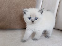 Blue Point Yavru Kedimiz