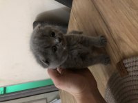 Ayı Surat Scottish Fold Kızlarım