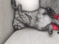 British 2 Yavrumuzu Sahiplendiriyoruz