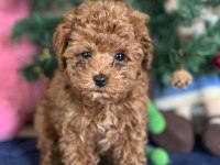 Yasal üreticiden poodle saf kan yavrular