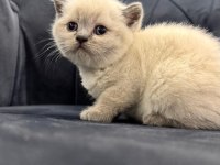 Yeni Yuvalarına Hazır Scottish Yavrular