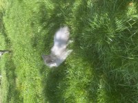 Lop Tavşanı Tuvalet Eğitimli