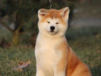 %100 Safkan Japon Akita Yavruları