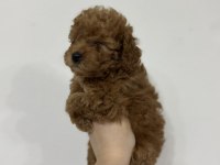 Kore Kan Toy Poodle Cinsi Yavrularımız