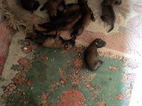 Belçika Kurdu Orjinal