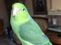 El Beslemeye Uygun Forpus Yavrular