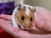 Ele alışkın suriye hamster