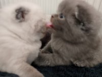 Scottish Fold Yavru Kediler