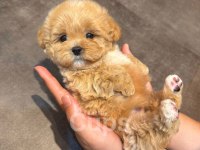 Orjinal maltipoo köpeğimiz