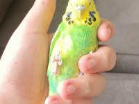 Uygun Muhabbet Kuşu