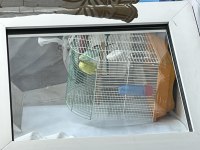 2 tane eşleşmiş 1 tane yavru muhabbet kuşu